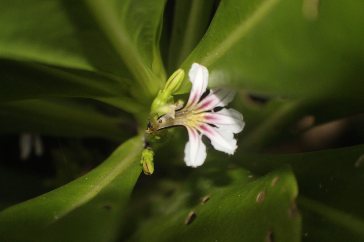 Scaevola taccada (Gaertn.) Roxb.